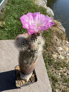 Preview: Echinocereus dasyacanthus